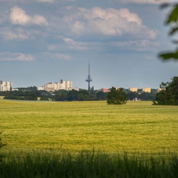 cornfield-4288498