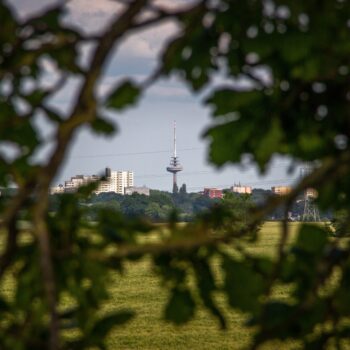 cornfield-4288507